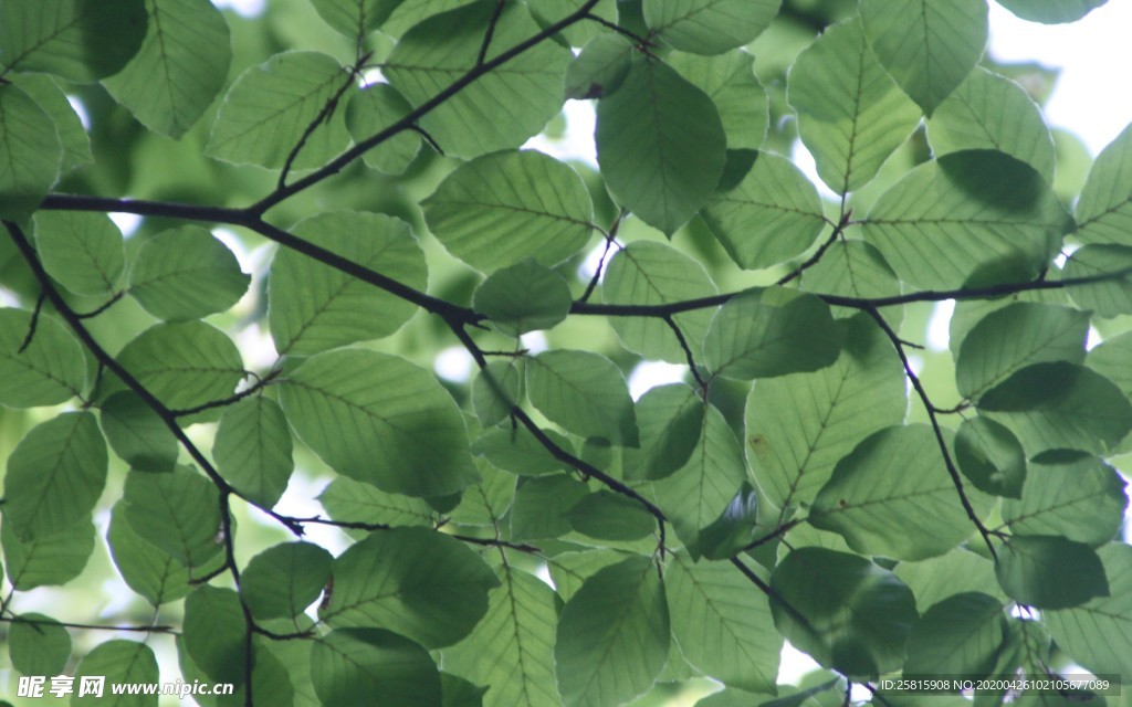 绿叶树叶图片