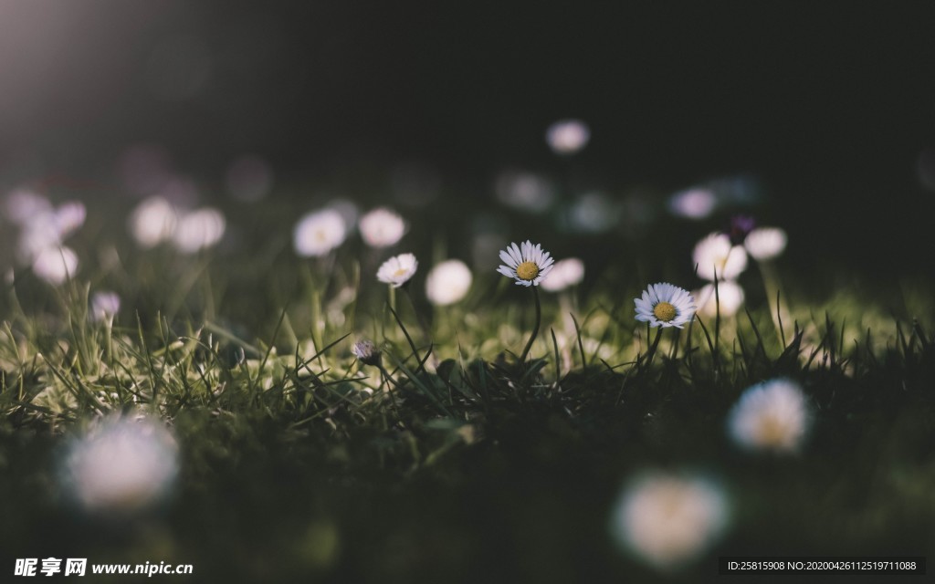 清新淡雅花卉图片