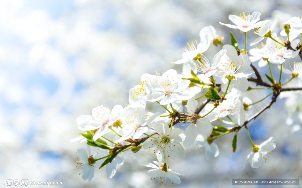 清新淡雅花卉图片