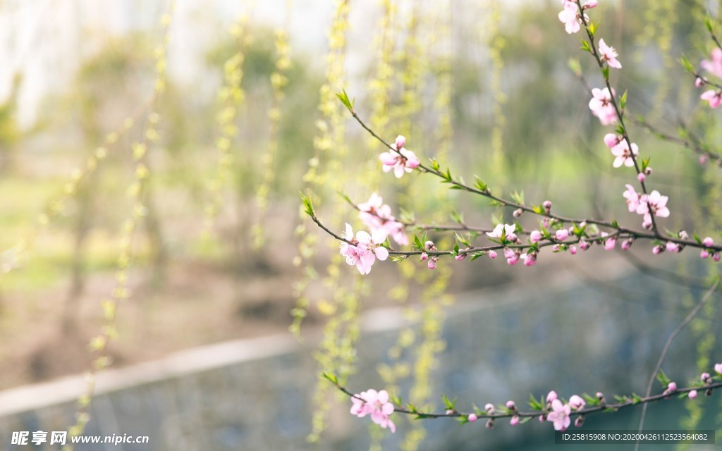 清新淡雅花卉图片