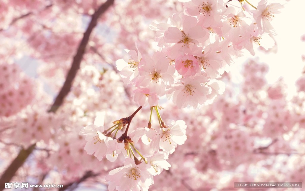 清新淡雅花卉图片