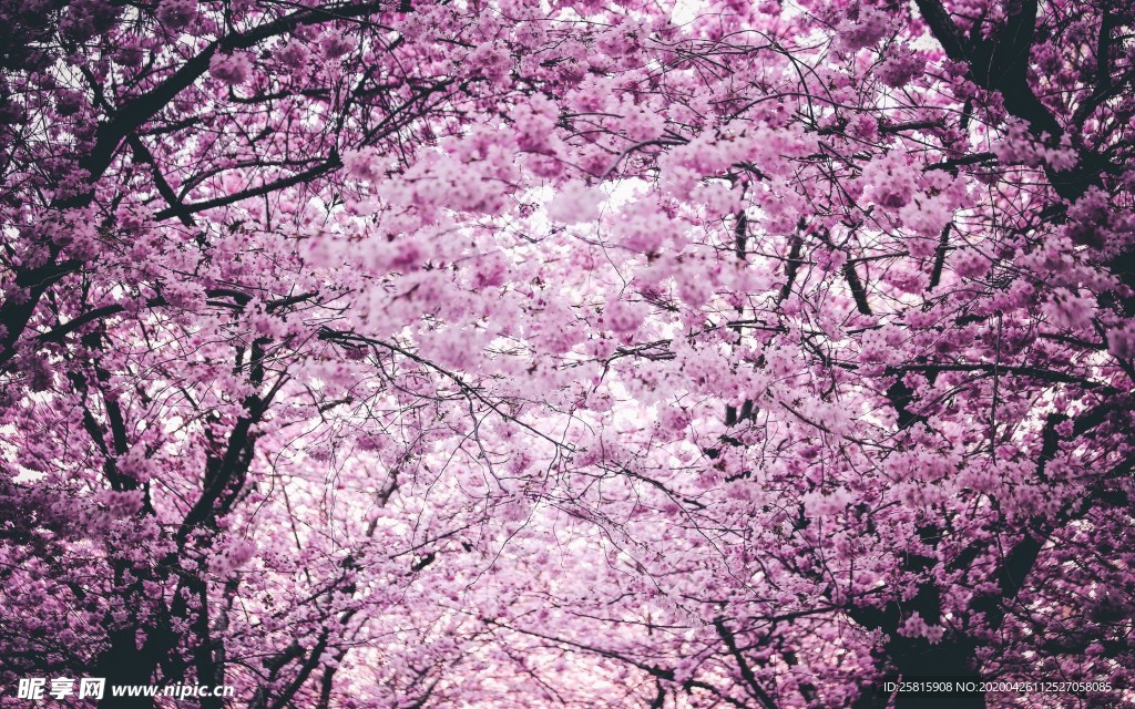 清新淡雅花卉图片