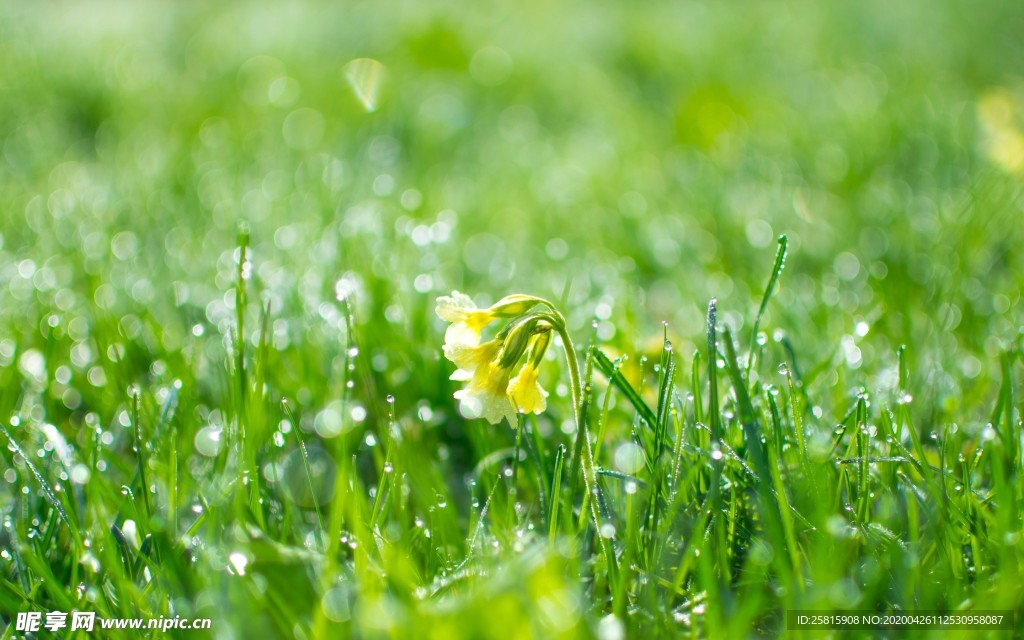 清新淡雅花卉图片