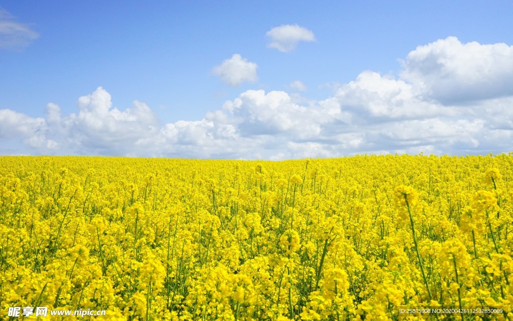 清新淡雅花卉图片