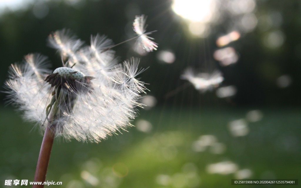 清新淡雅花卉图片