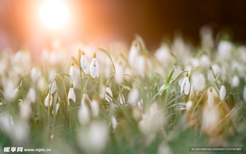 清新淡雅花卉图片