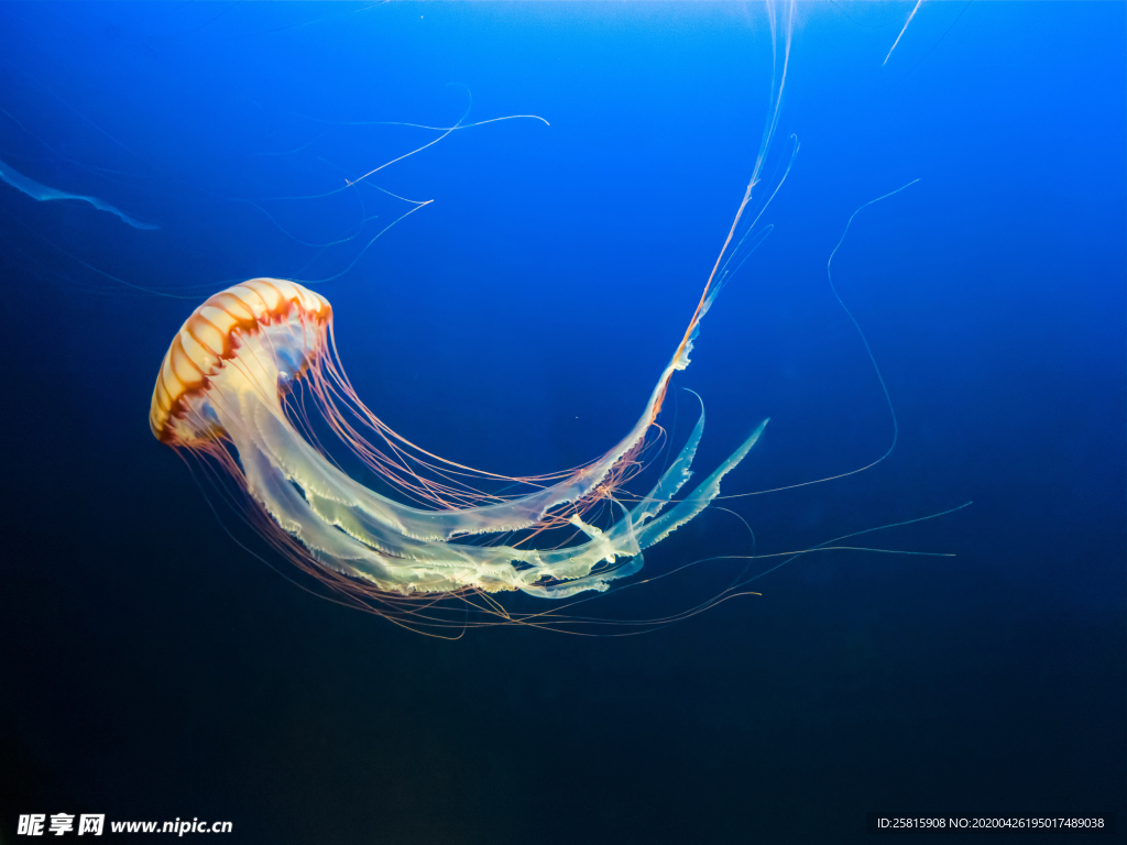 水母海蜇蓝色梦幻图片