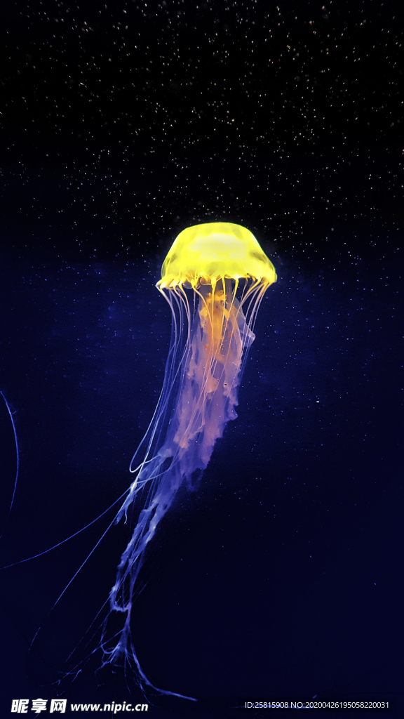 水母海蜇蓝色梦幻图片