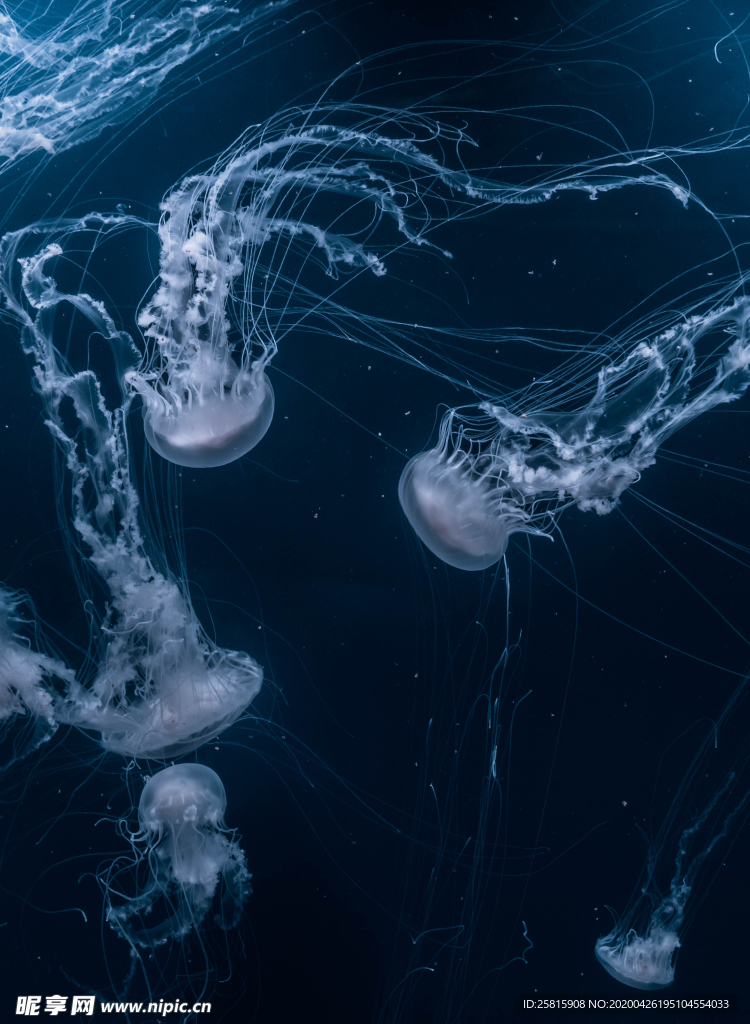 水母海蜇蓝色梦幻图片