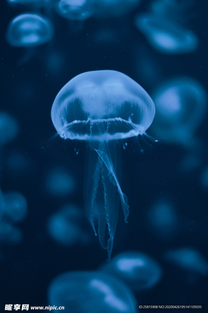 水母海蜇蓝色梦幻图片