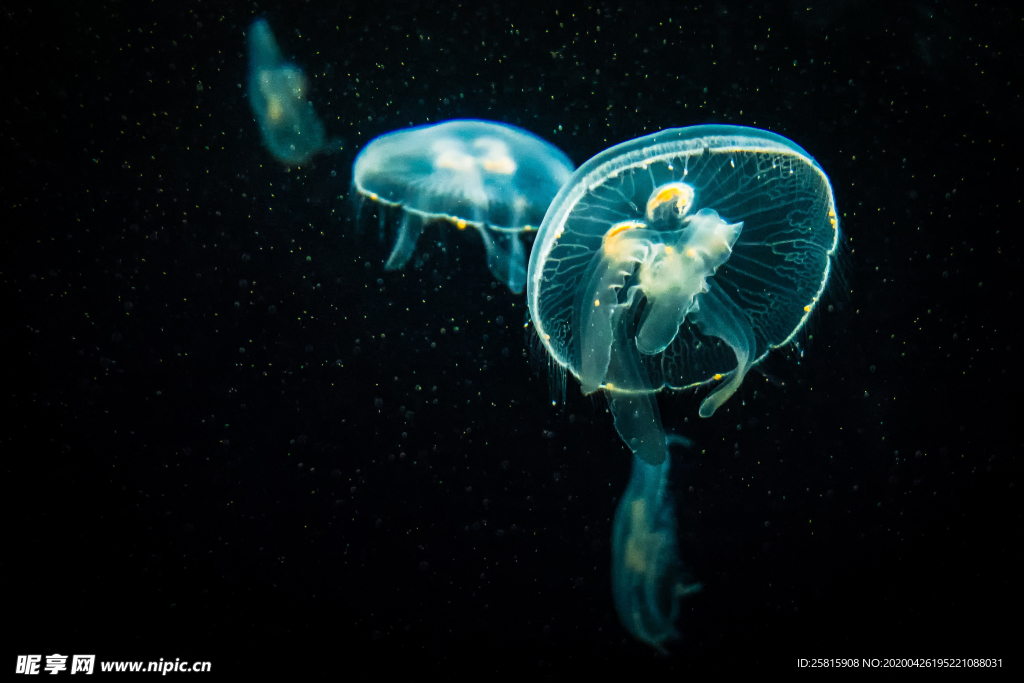 水母海蜇蓝色梦幻图片