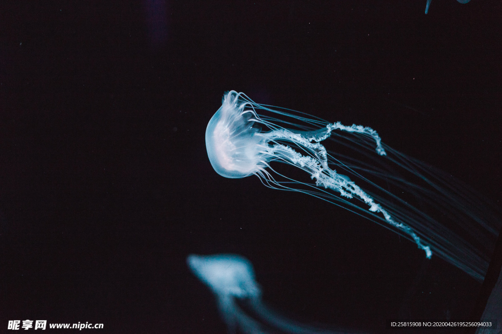 水母海蜇蓝色梦幻图片