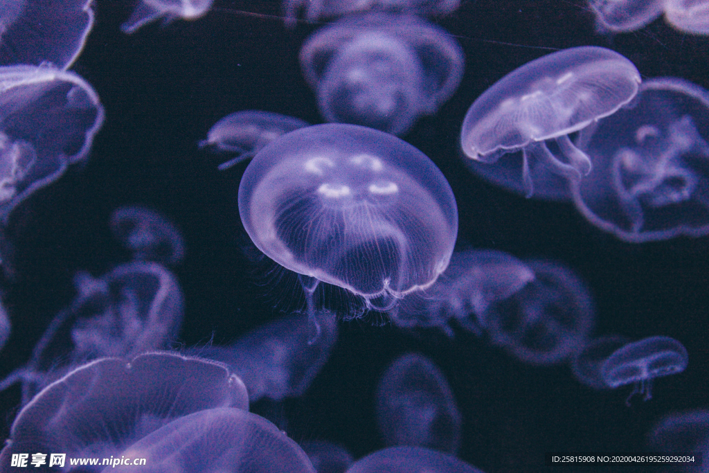 水母海蜇蓝色梦幻图片