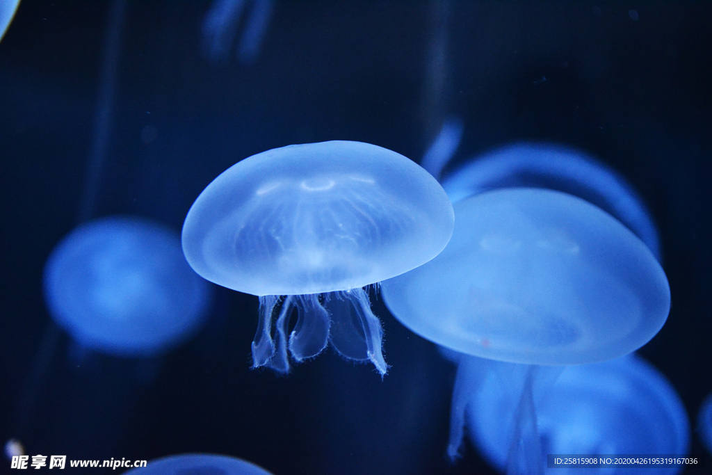 水母海蜇蓝色梦幻图片