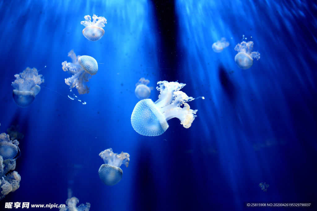 水母海蜇蓝色梦幻图片