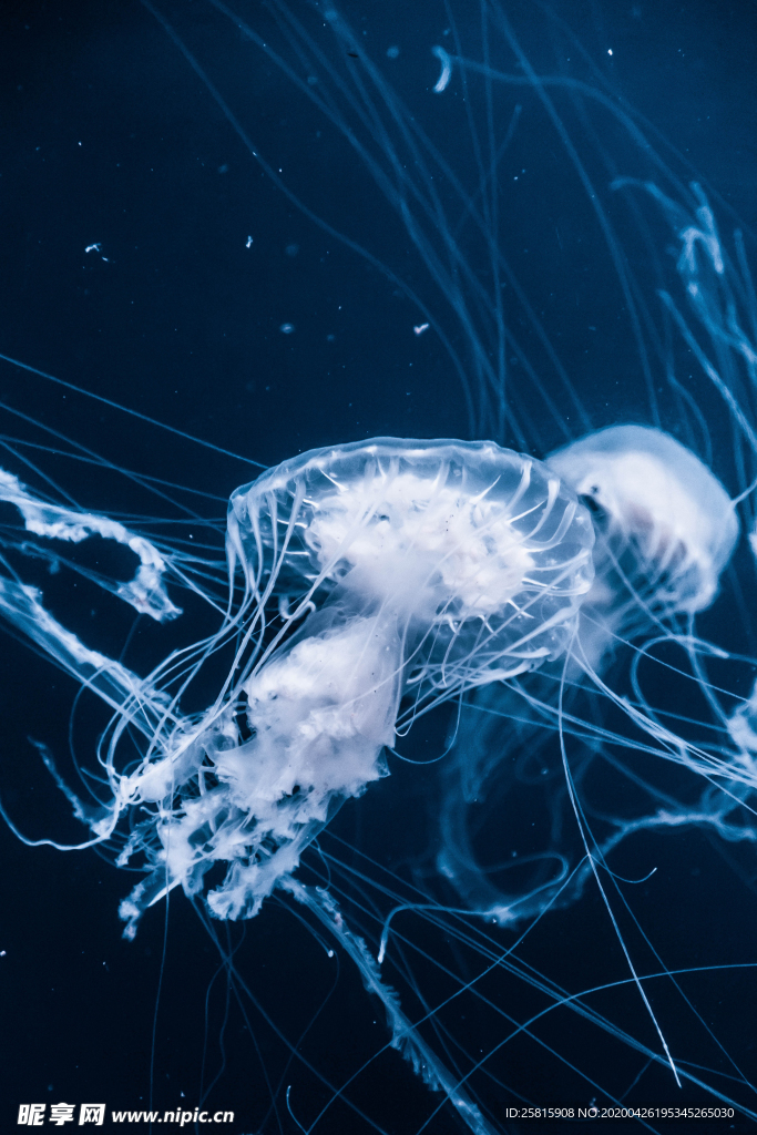 水母海蜇蓝色梦幻图片
