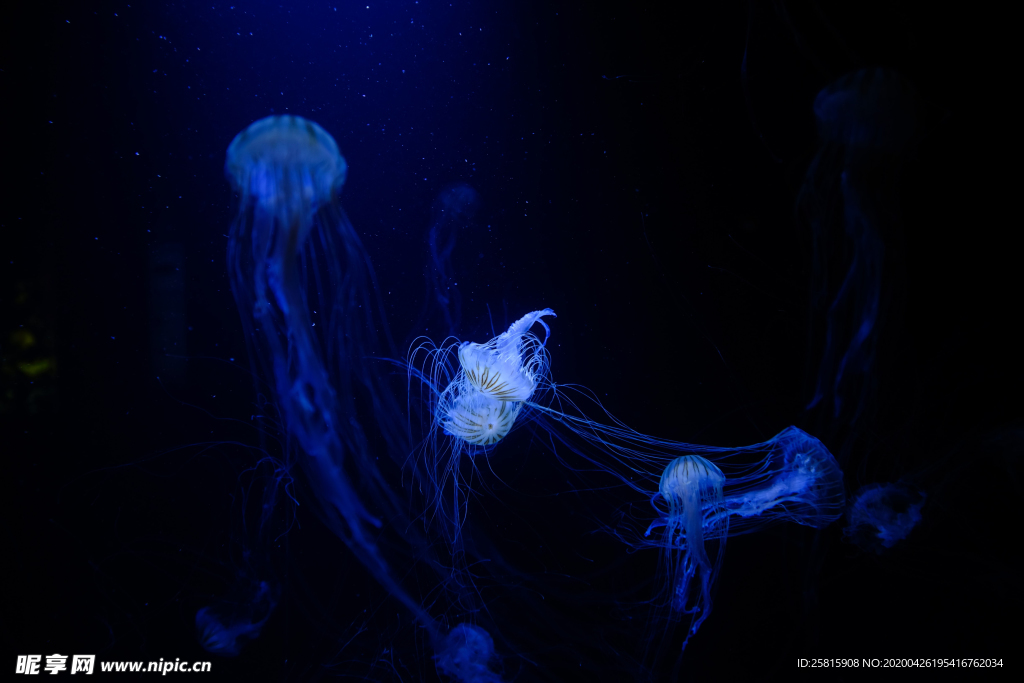 水母海蜇蓝色梦幻图片