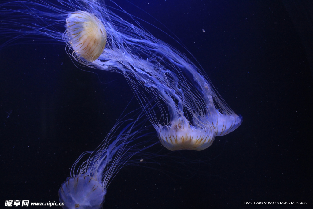水母海蜇蓝色梦幻图片