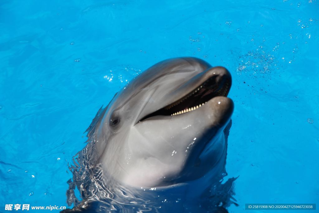 海豚海豚表演图片