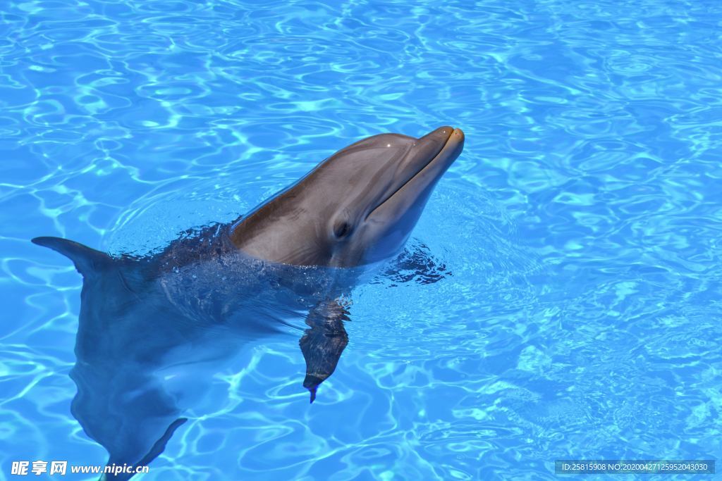 海豚海豚表演图片