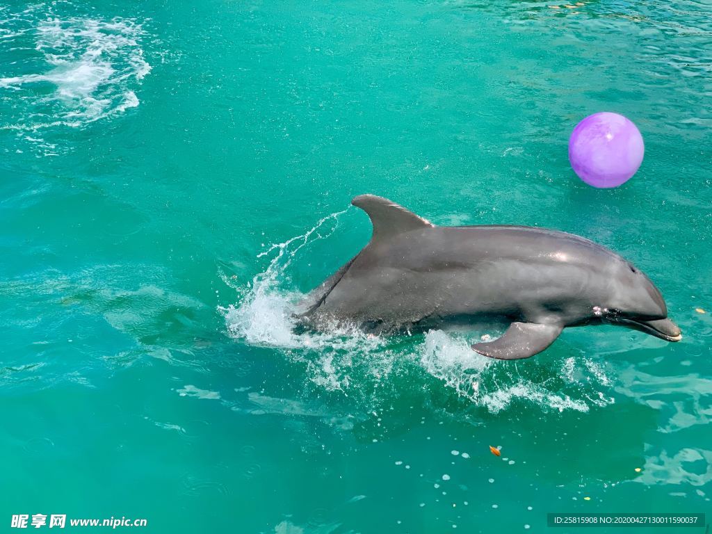 海豚海豚表演图片
