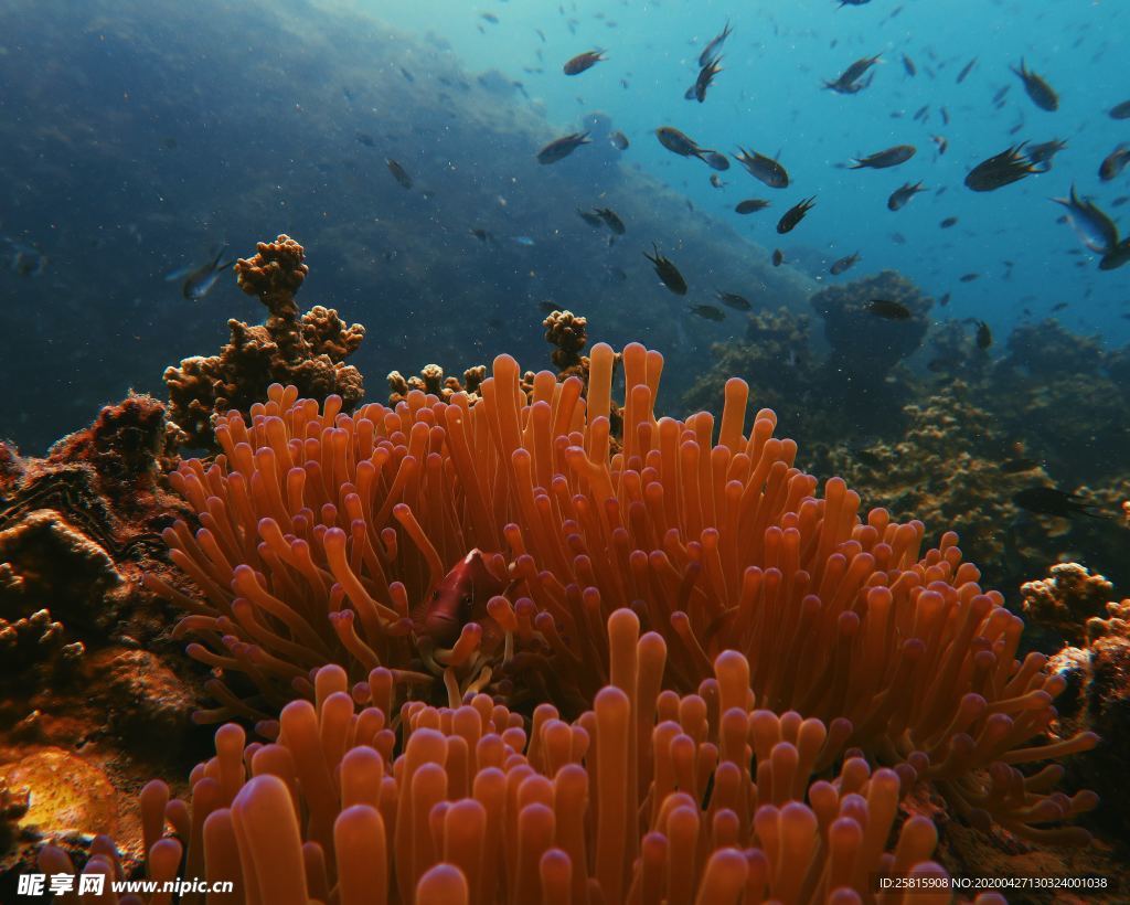 珊瑚珊瑚礁海底图片