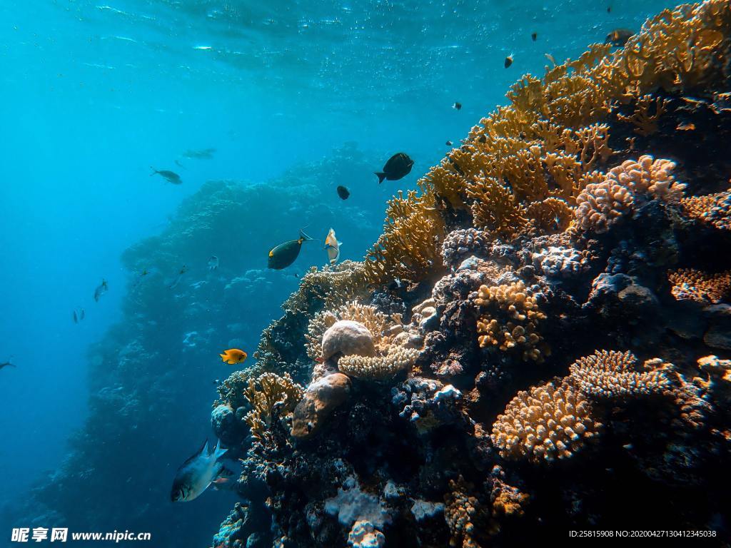 珊瑚珊瑚礁海底图片