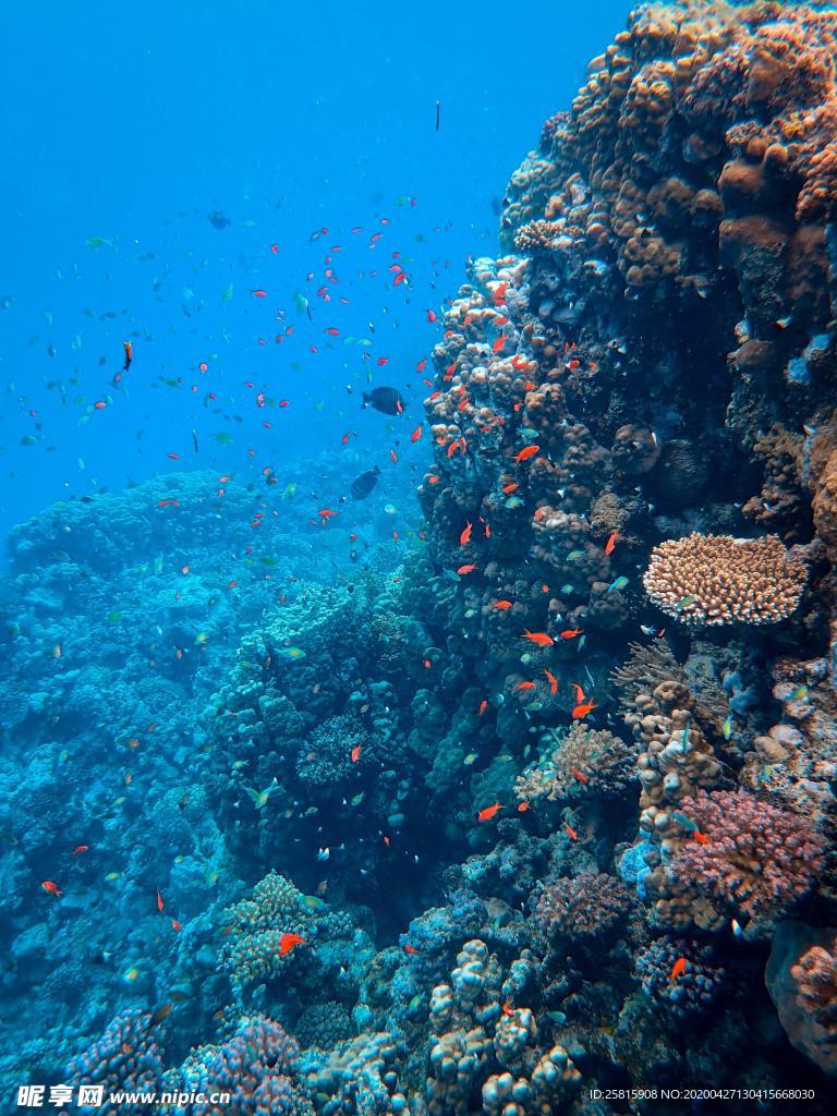 珊瑚珊瑚礁海底图片