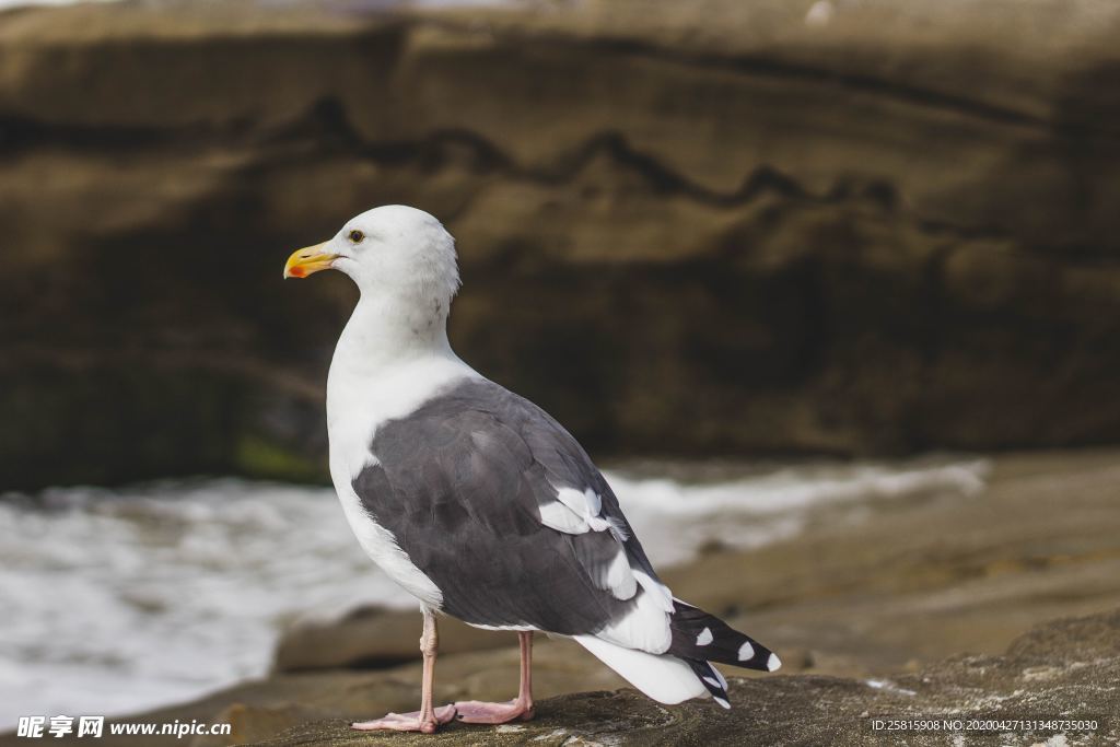 海鸥空山鸟语图片