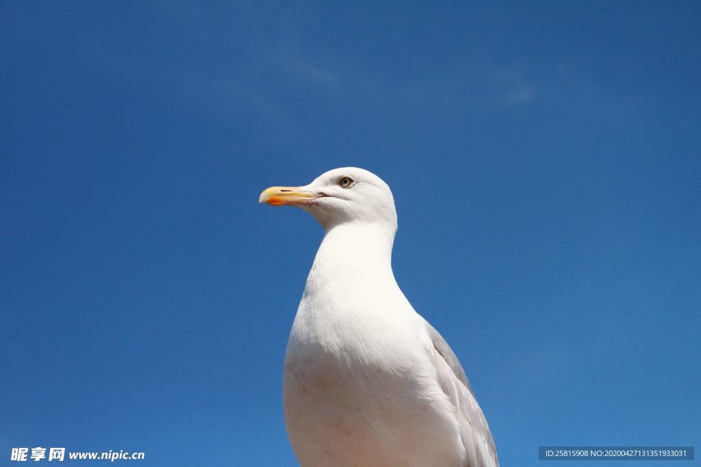 海鸥空山鸟语图片