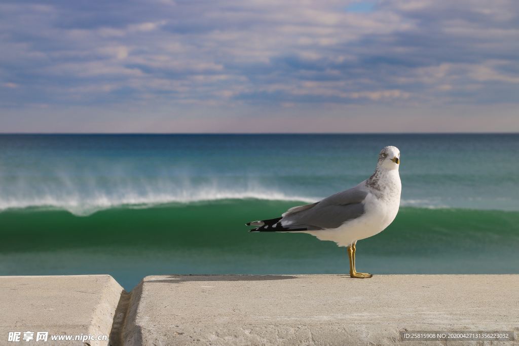海鸥空山鸟语图片