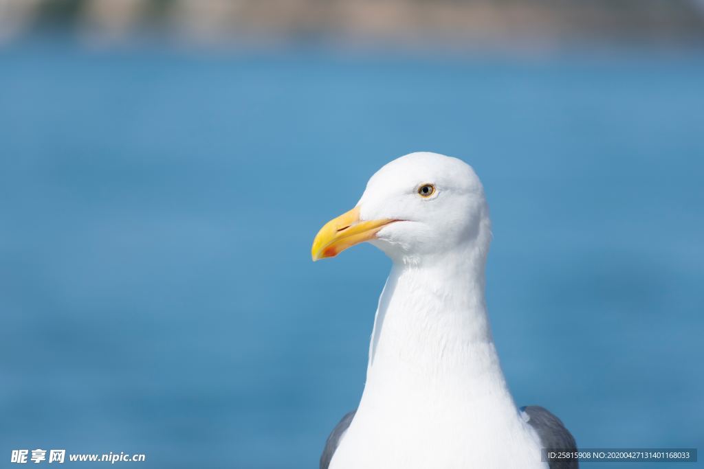 海鸥空山鸟语图片