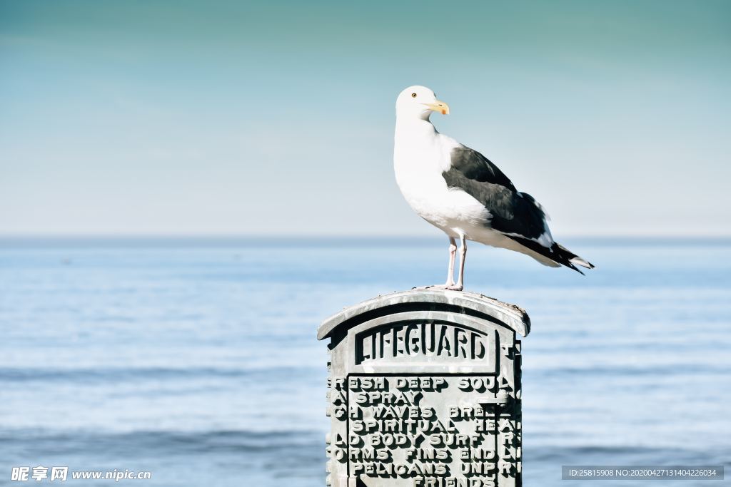 海鸥空山鸟语图片
