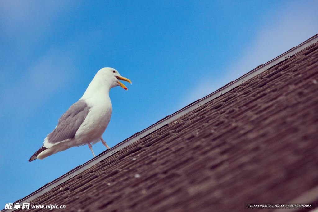海鸥空山鸟语图片