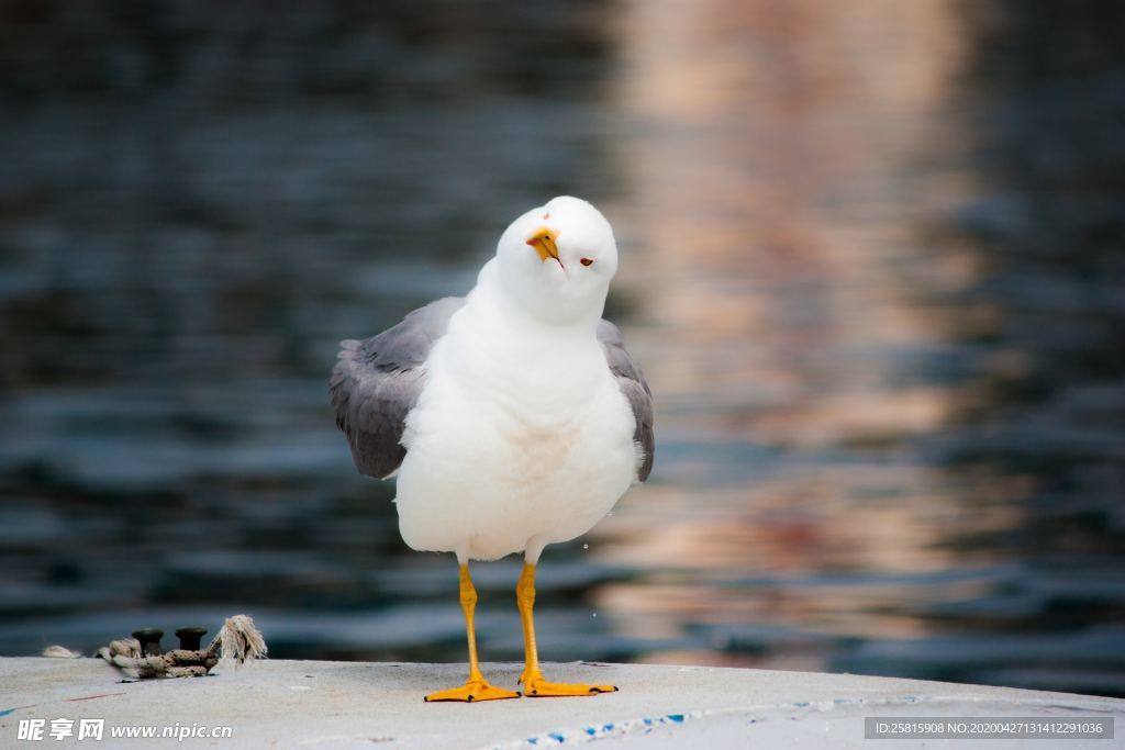 海鸥空山鸟语图片