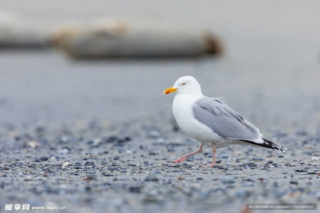 海鸥空山鸟语图片
