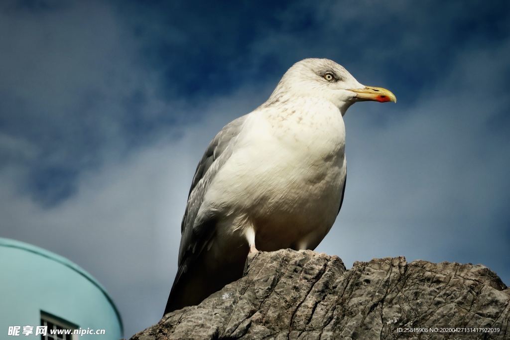 海鸥空山鸟语图片