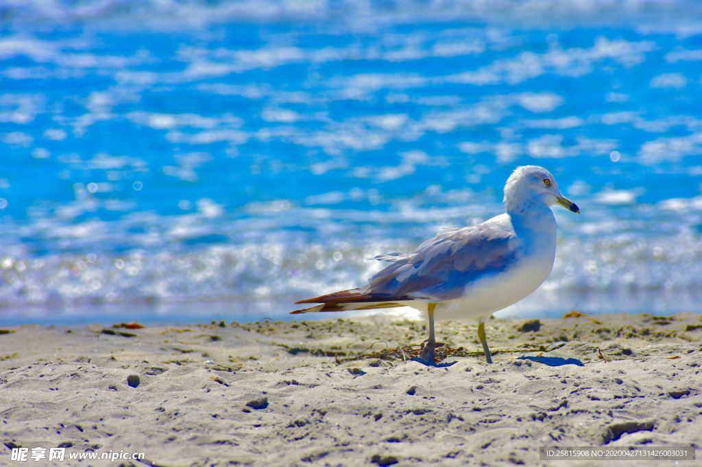 海鸥空山鸟语图片