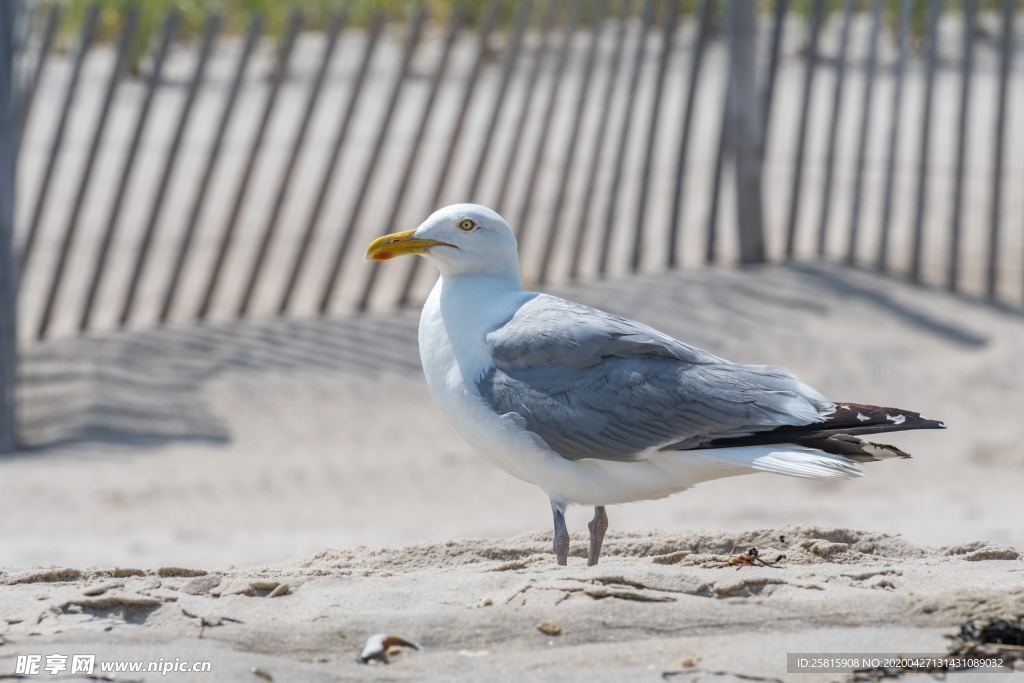海鸥空山鸟语图片