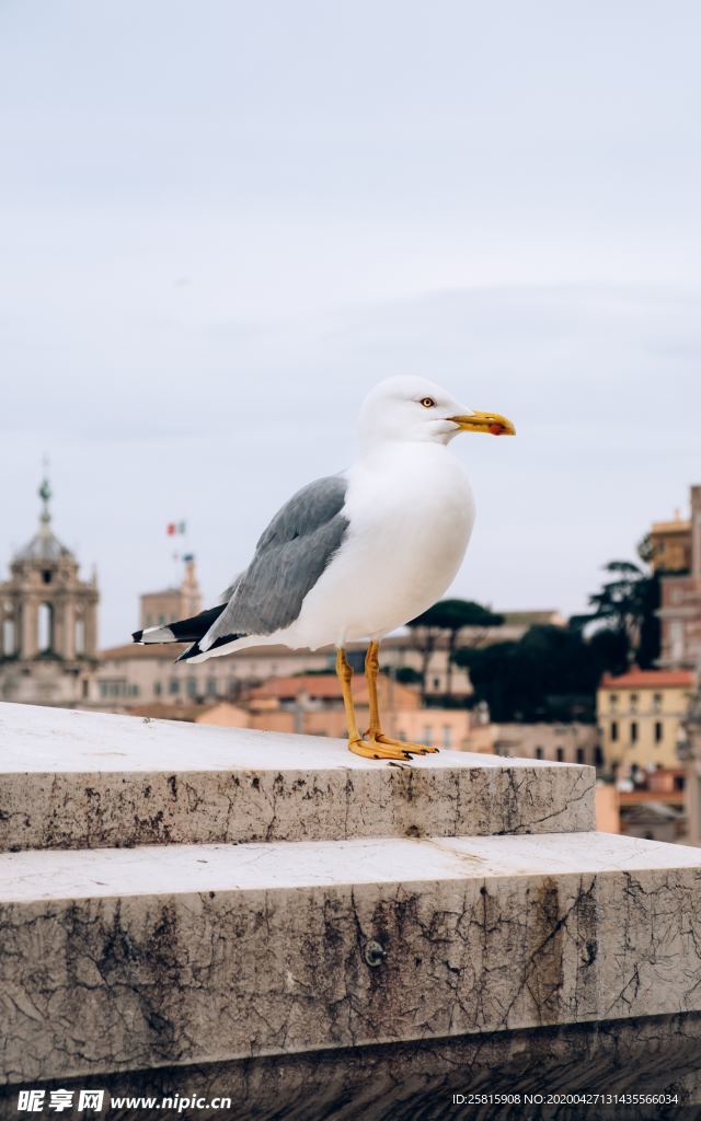 海鸥空山鸟语图片