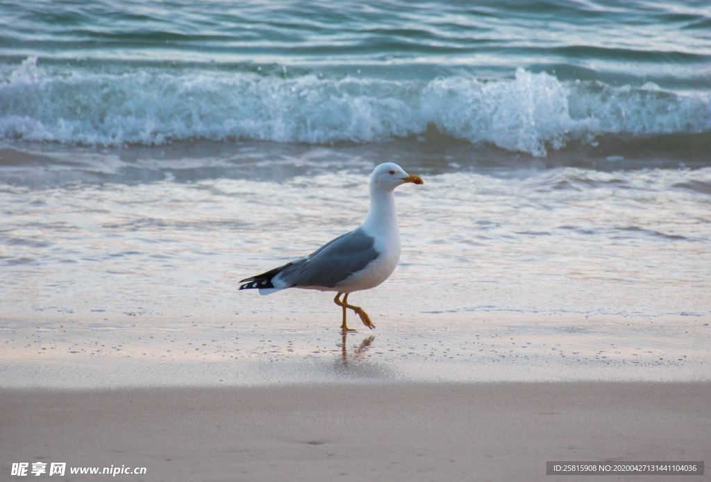 海鸥空山鸟语图片