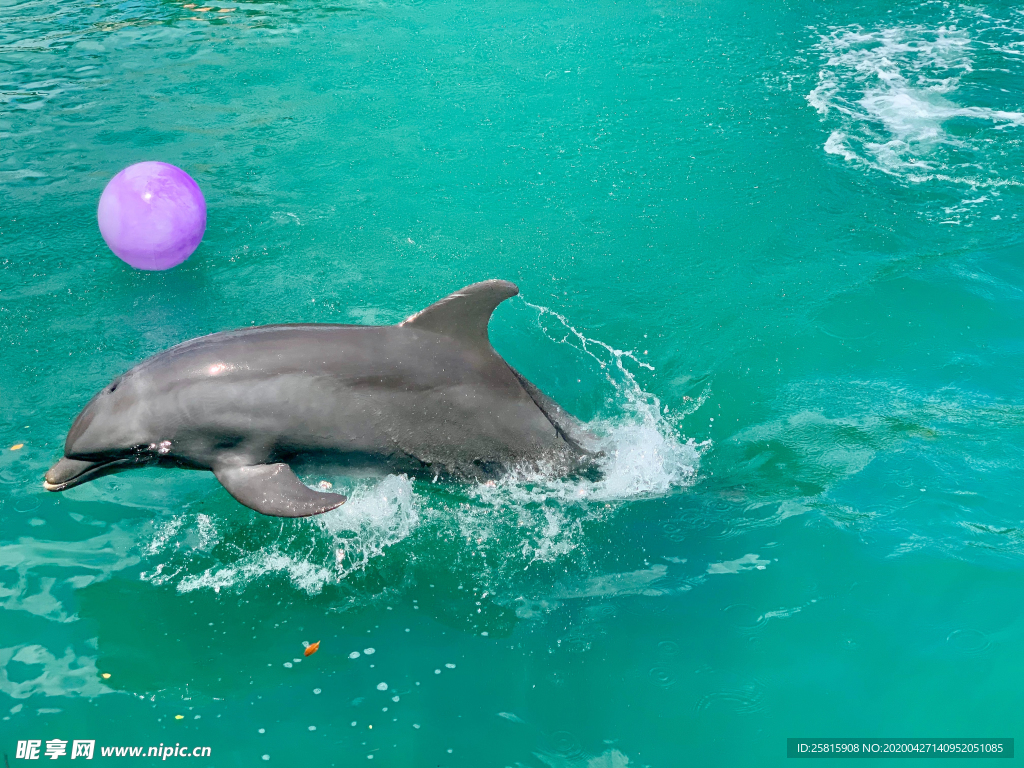 海豚海豚表演图片