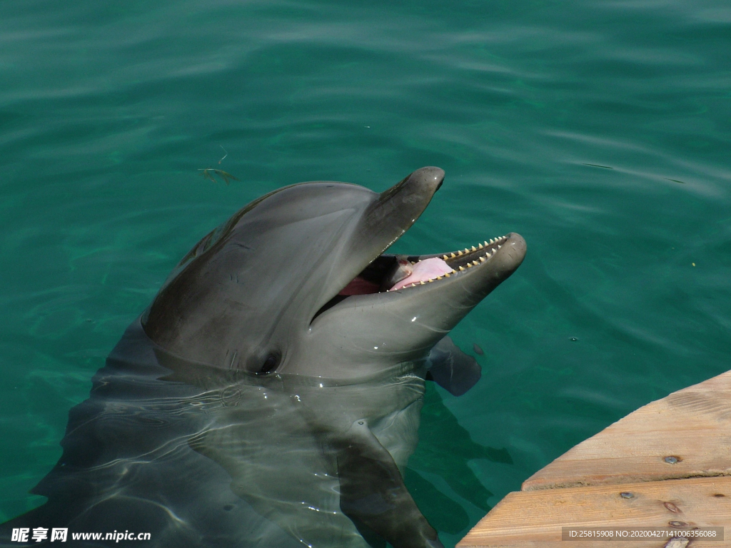 海豚海豚表演图片