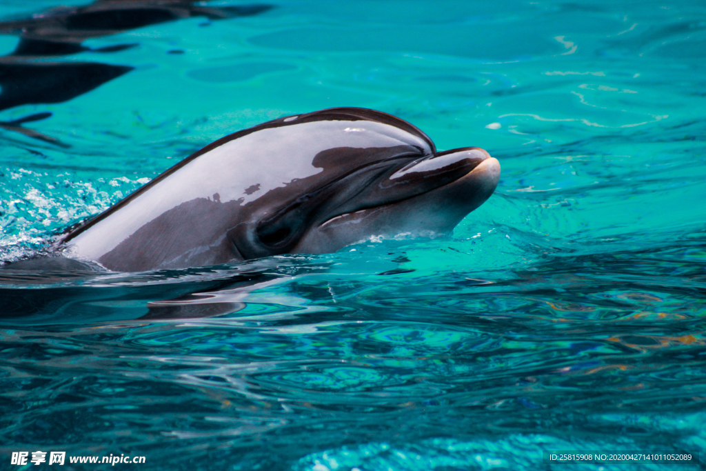 海豚海豚表演图片