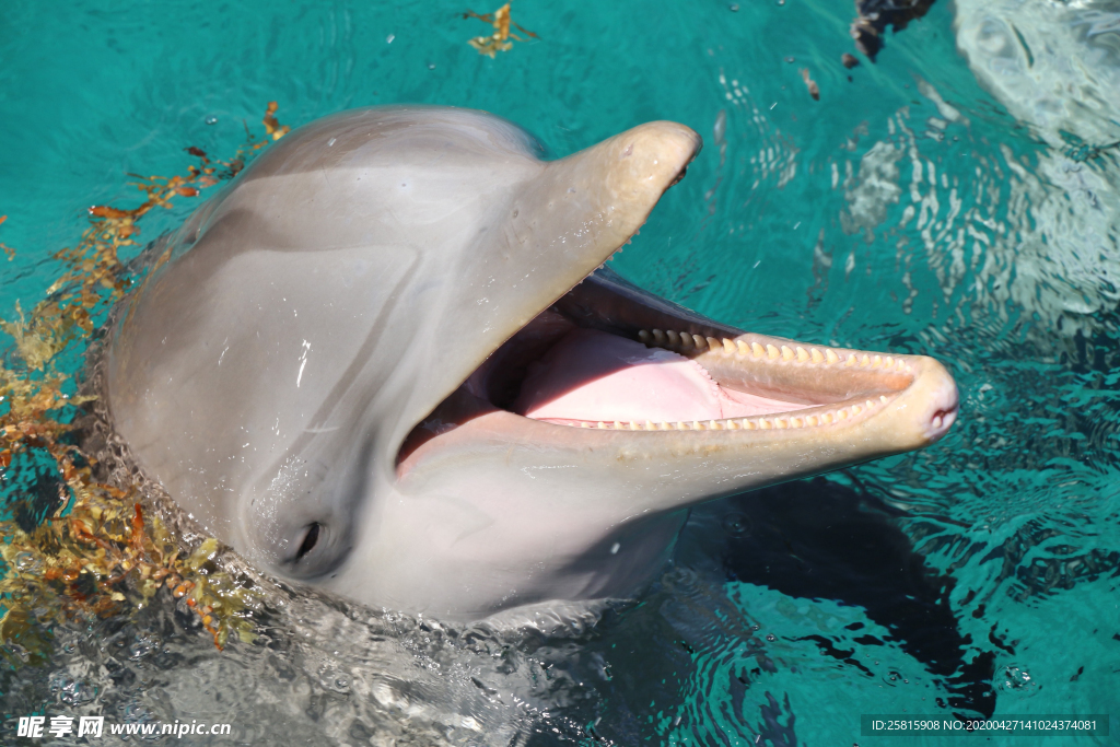 海豚海豚表演图片