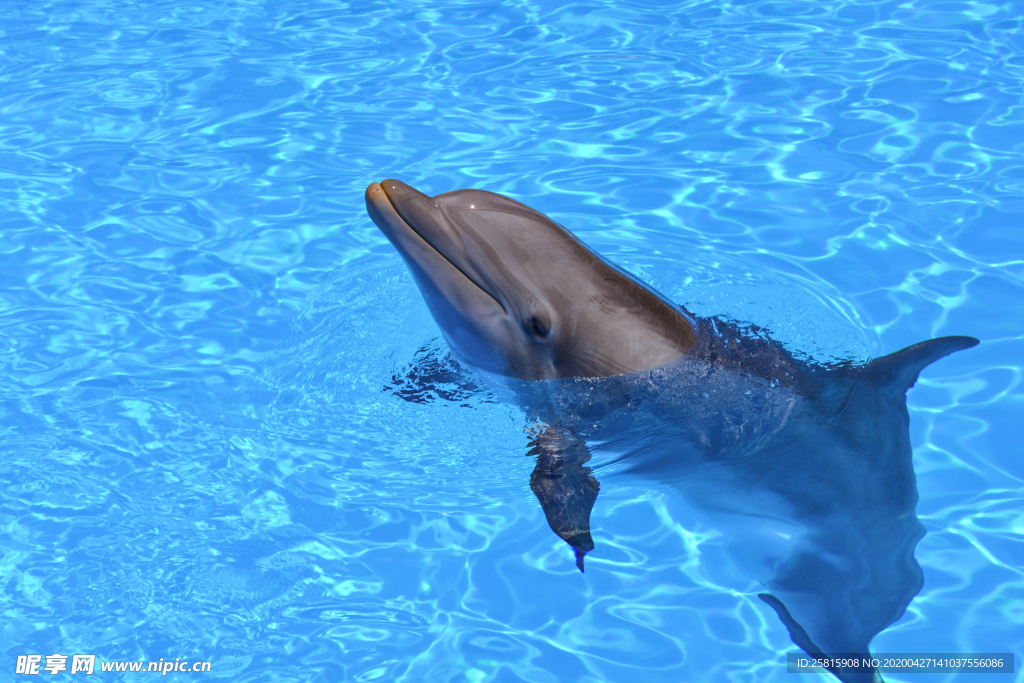 海豚海豚表演图片