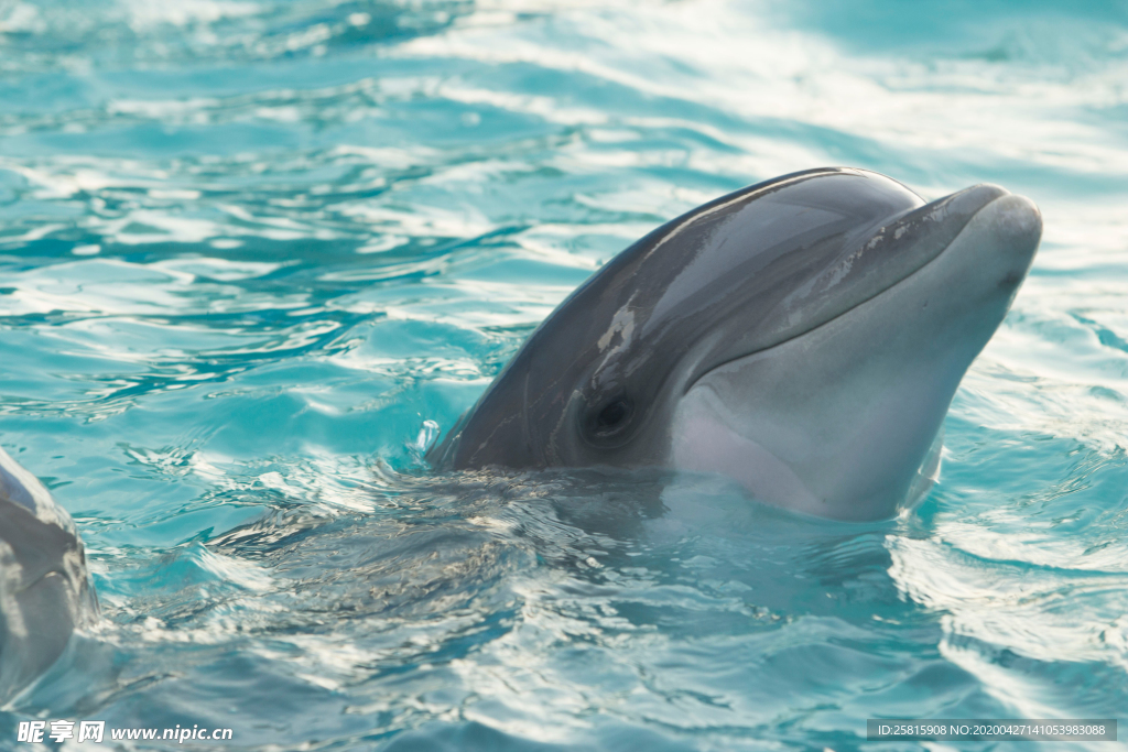 海豚海豚表演图片
