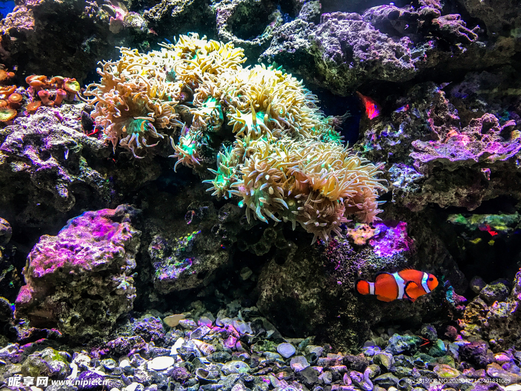 珊瑚珊瑚礁海底图片