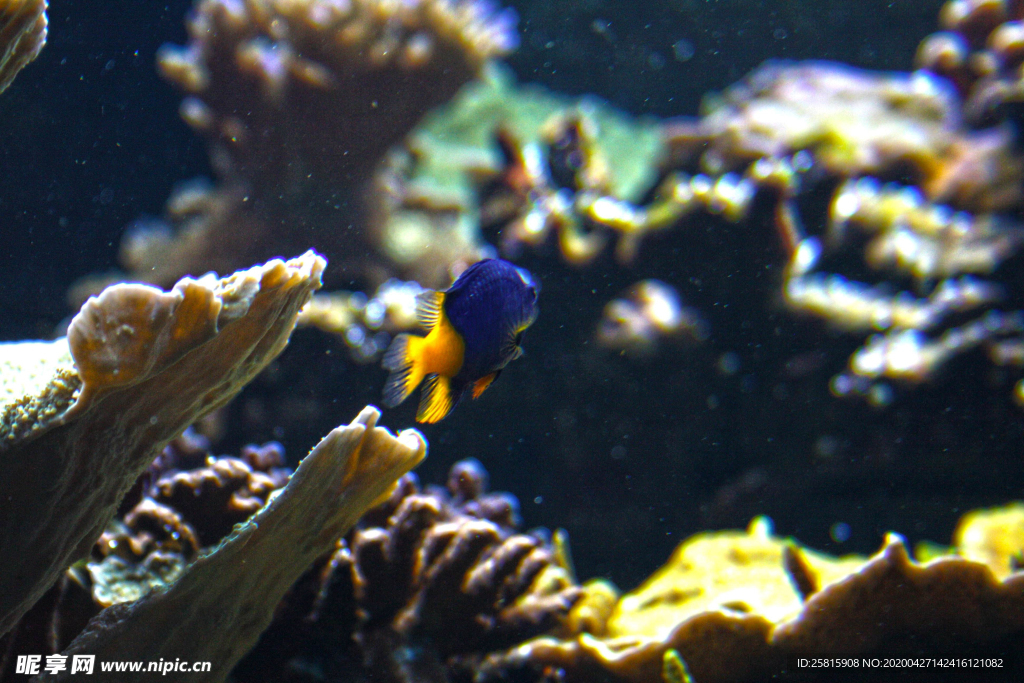 珊瑚珊瑚礁海底图片