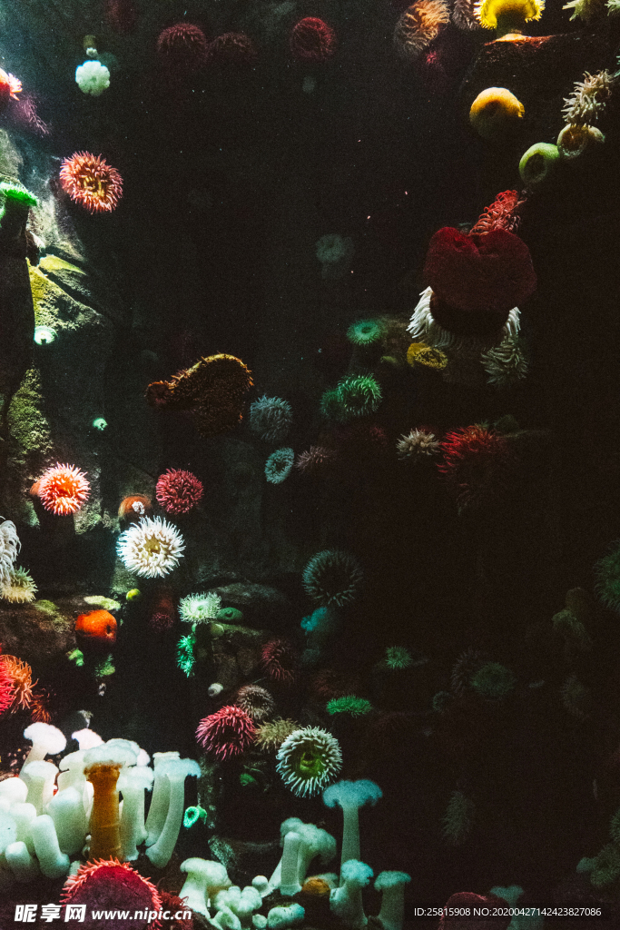 珊瑚珊瑚礁海底图片